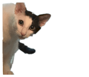 858857408