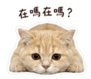 858867844