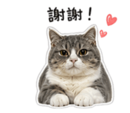 858871262