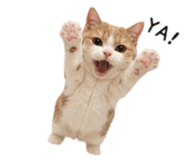858871365