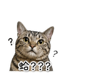 858873462