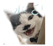 858874754