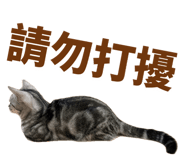 858889123