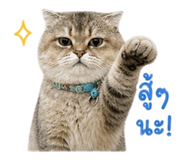 858893227