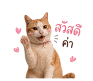 858896065