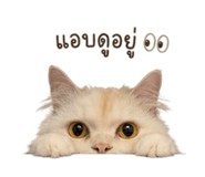 858897062
