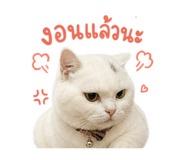 858898988