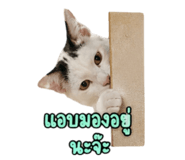 858901261