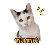 858901269