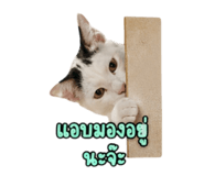 858901276