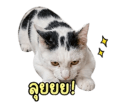 858901278