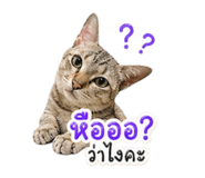 858910147