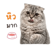 858917606