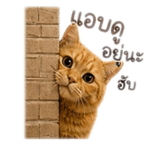 858927278