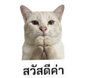 858928843