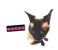 858960427