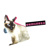 858960428