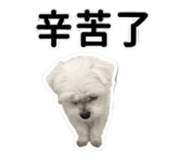858962518