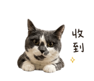 858962533
