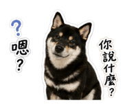 858963943