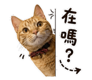 858965003