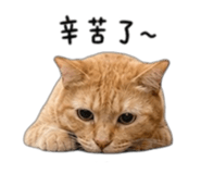 858965044