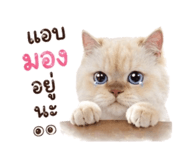 858968555