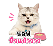 858970913