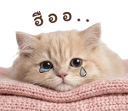 858975447