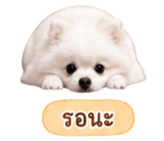 858991513
