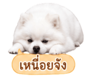 858991523