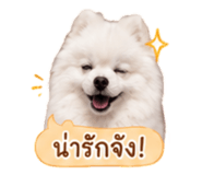 858991537