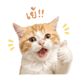 858992335