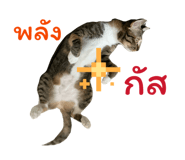 859004655