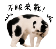 859087362