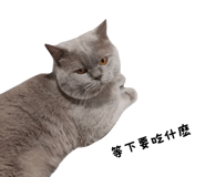 859088034