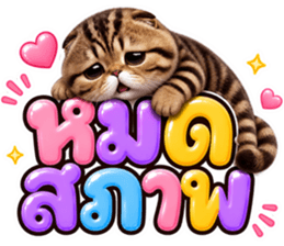 แมวน้อย หมดไฟ รูปที่ 2