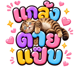 แมวน้อย หมดไฟ รูปที่ 13