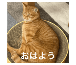 859226446