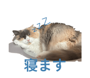 859228706