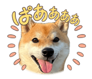 859232620