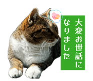 859233231