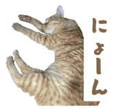 859243268
