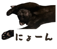 859243272