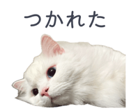 859243420