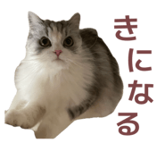 859243425