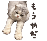 859243432