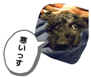 859245062