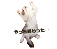 859245161