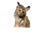 859245167